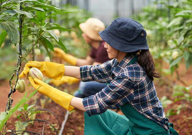 Modern Agriculture - igame